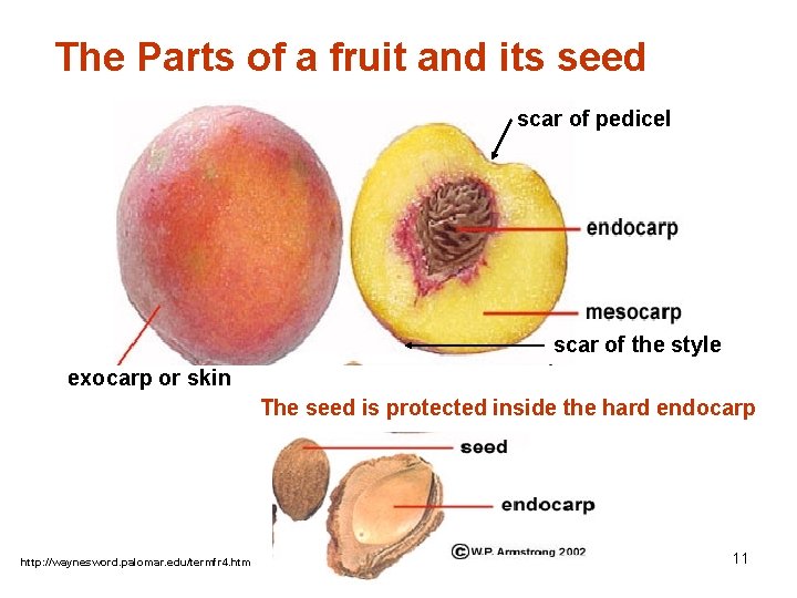 The Parts of a fruit and its seed scar of pedicel scar of the