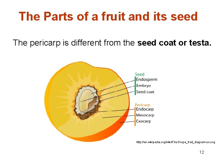 The Parts of a fruit and its seed The pericarp is different from the