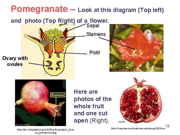 Pomegranate – Look at this diagram (Top left) and photo (Top Right) of a