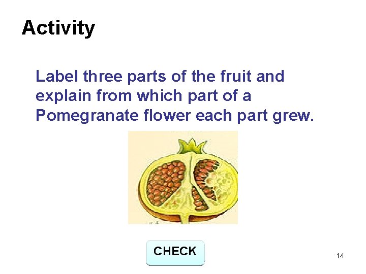 Activity Label three parts of the fruit and explain from which part of a