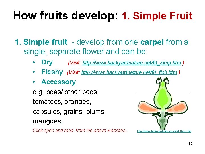 How fruits develop: 1. Simple Fruit 1. Simple fruit - develop from one carpel