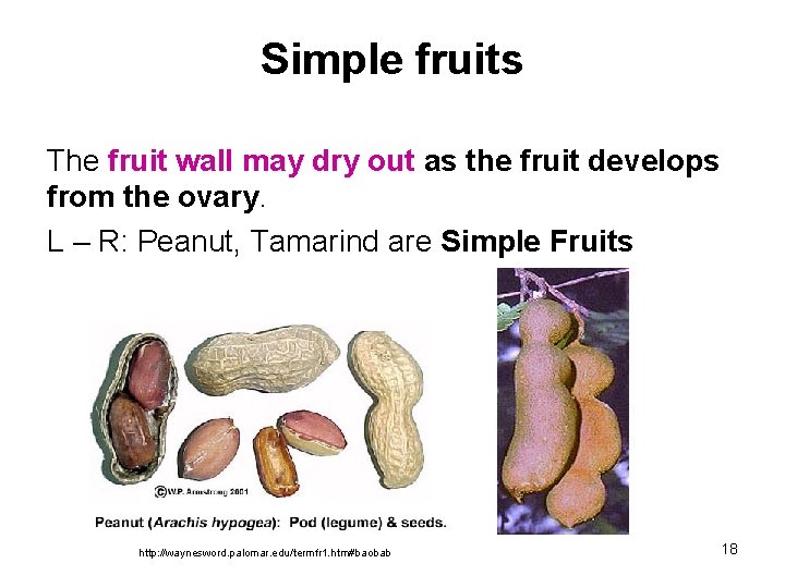 Simple fruits The fruit wall may dry out as the fruit develops from the