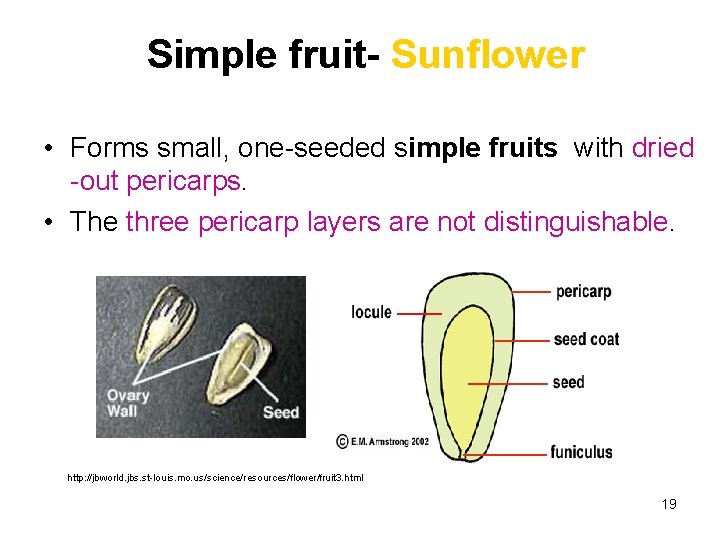 Simple fruit- Sunflower • Forms small, one-seeded simple fruits with dried -out pericarps. •