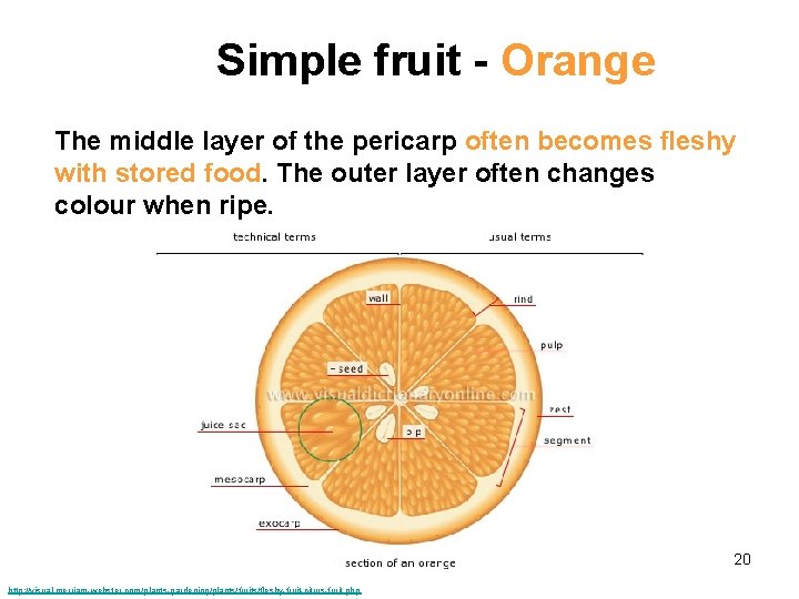 Simple fruit - Orange The middle layer of the pericarp often becomes fleshy with