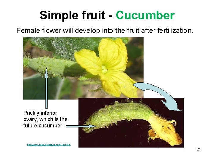 Simple fruit - Cucumber Female flower will develop into the fruit after fertilization. Prickly