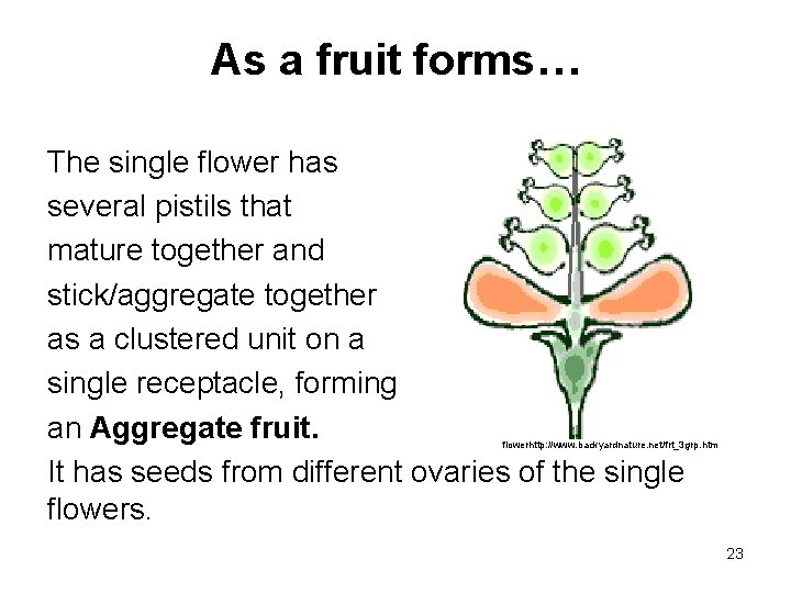 As a fruit forms… The single flower has several pistils that mature together and