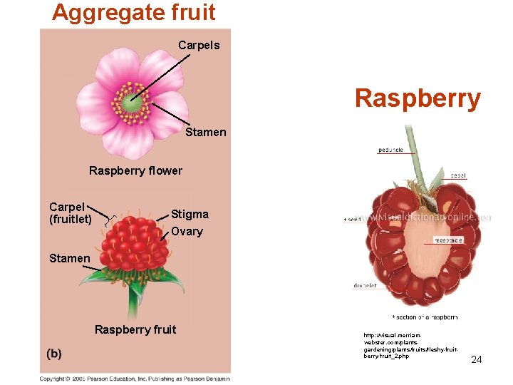 Aggregate fruit Carpels Raspberry Stamen Raspberry flower Carpel (fruitlet) Stigma Ovary Stamen Raspberry fruit