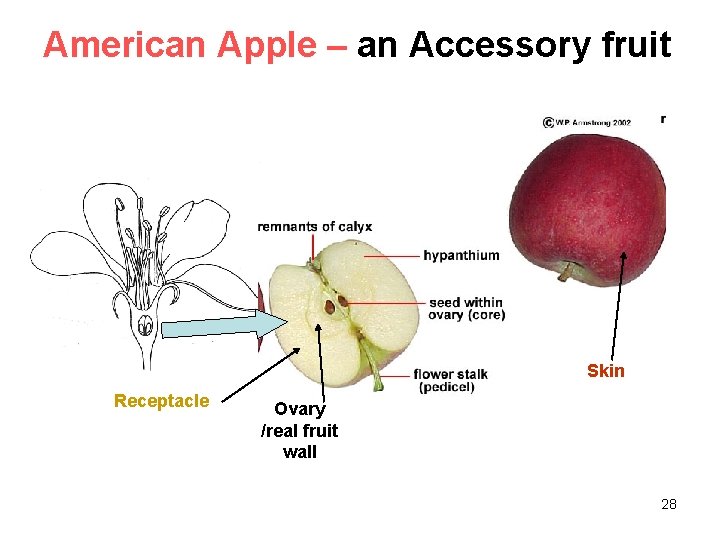 American Apple – an Accessory fruit Skin Receptacle Ovary /real fruit wall 28 