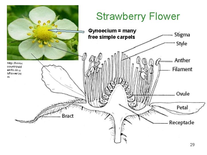 Strawberry Flower Gynoecium = many freehttp: //en. wikipedia. org/wiki/File: Longitudinal_section_of_raspberry_flower. gif simple carpels http: