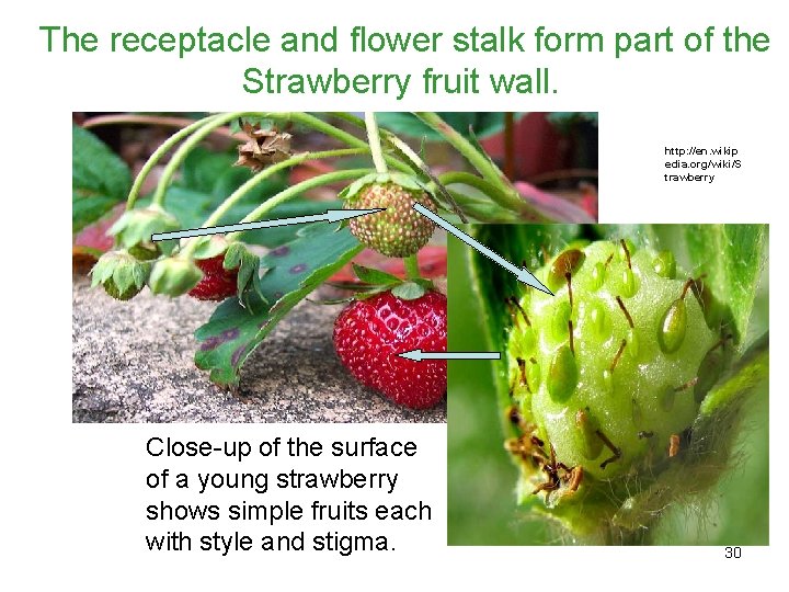 The receptacle and flower stalk form part of the Strawberry fruit wall. http: //en.