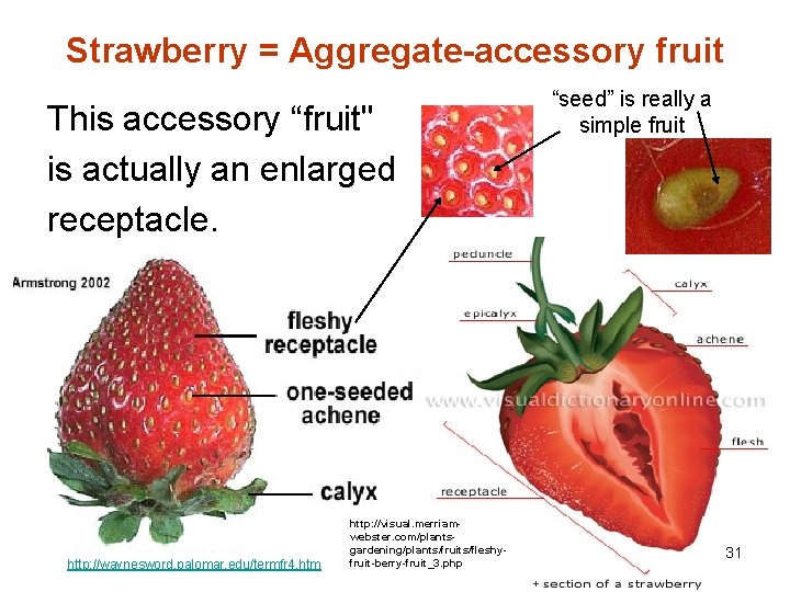 Strawberry = Aggregate-accessory fruit This accessory “fruit" is actually an enlarged receptacle. http: //waynesword.