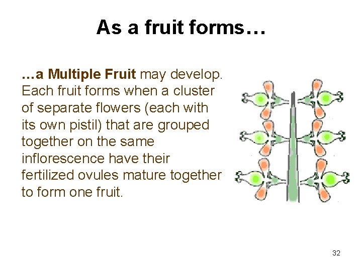As a fruit forms… …a Multiple Fruit may develop. Each fruit forms when a