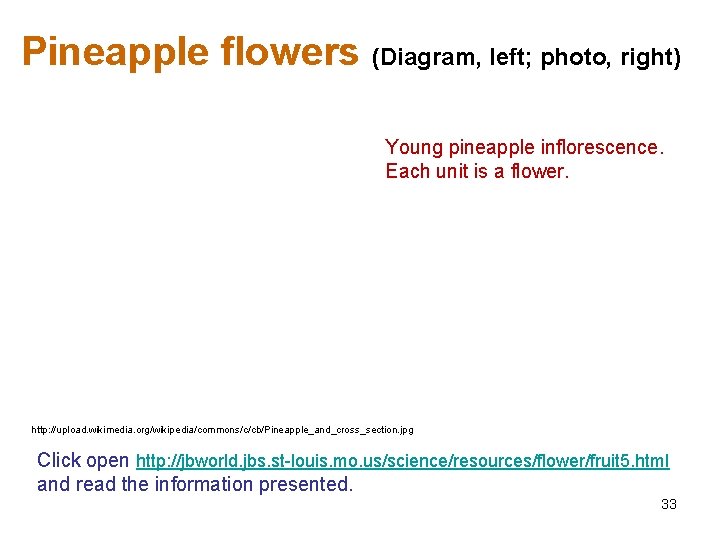 Pineapple flowers (Diagram, left; photo, right) Young pineapple inflorescence. Each unit is a flower.