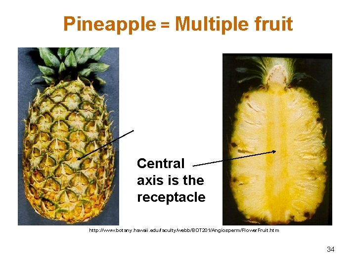 Pineapple = Multiple fruit Central axis is the receptacle http: //www. botany. hawaii. edu/faculty/webb/BOT
