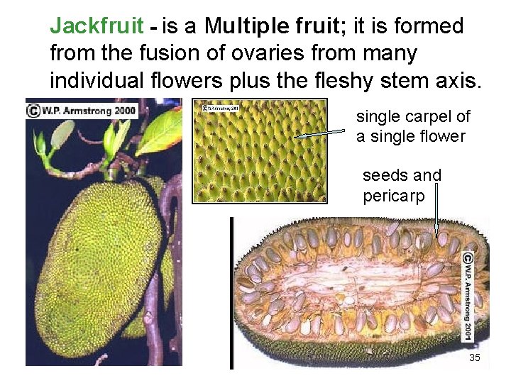 Jackfruit - is a Multiple fruit; it is formed from the fusion of ovaries