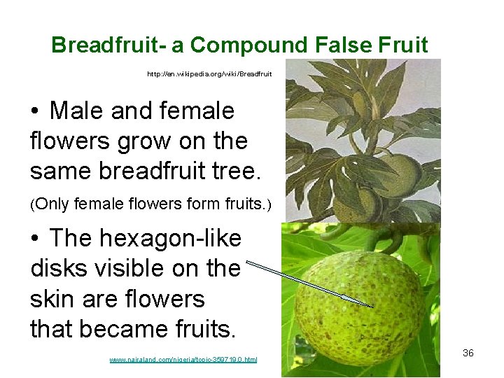 Breadfruit- a Compound False Fruit http: //en. wikipedia. org/wiki/Breadfruit • Male and female flowers