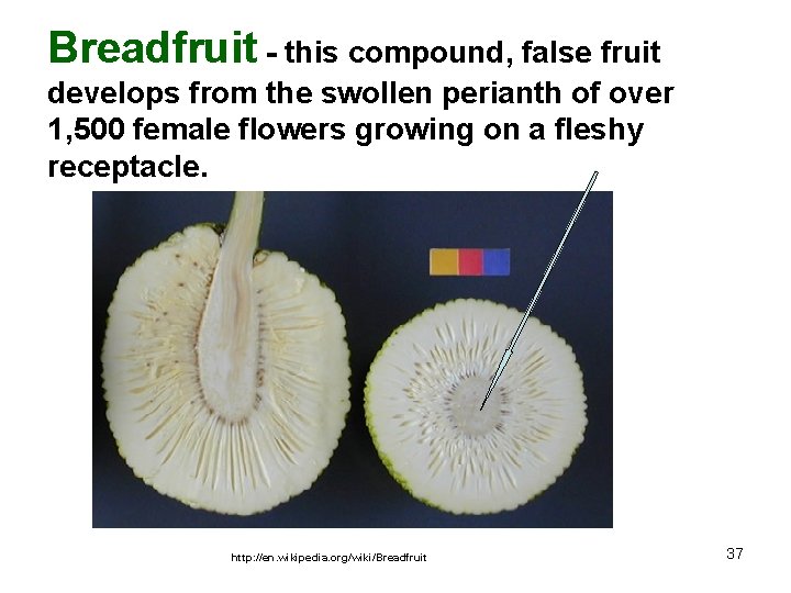 Breadfruit - this compound, false fruit develops from the swollen perianth of over 1,