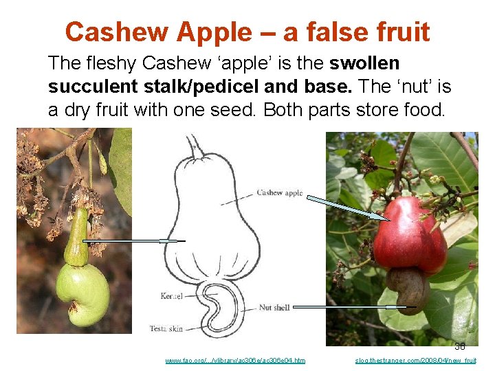 Cashew Apple – a false fruit The fleshy Cashew ‘apple’ is the swollen succulent