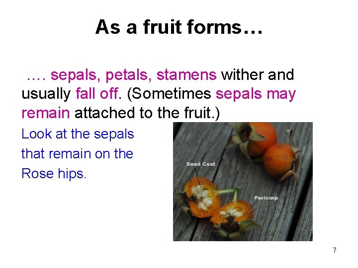 As a fruit forms… …. sepals, petals, stamens wither and usually fall off. (Sometimes