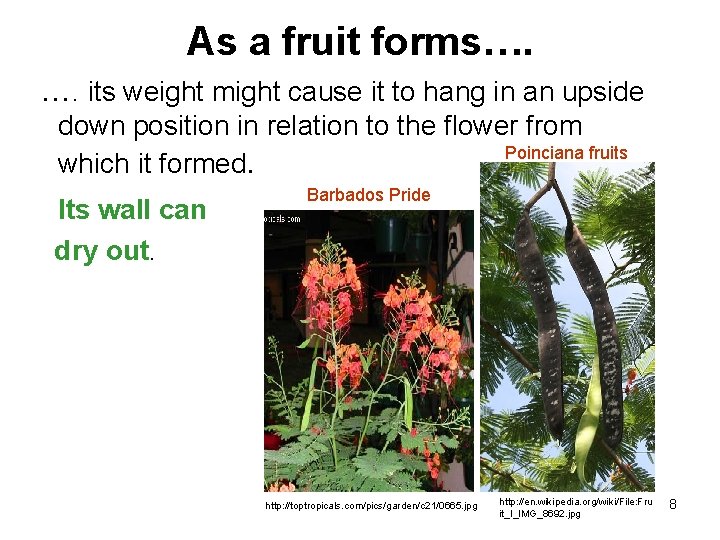 As a fruit forms…. …. its weight might cause it to hang in an