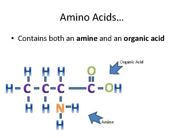 Amino Acids… • Contains both an amine and an organic acid Organic Acid O