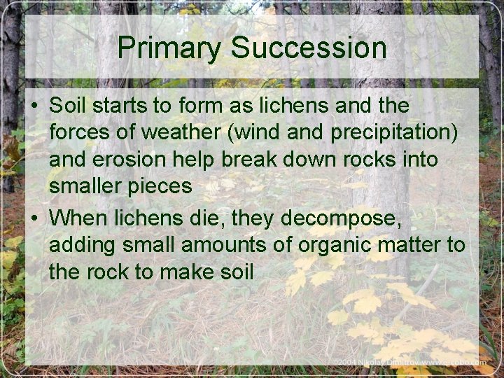 Primary Succession • Soil starts to form as lichens and the forces of weather