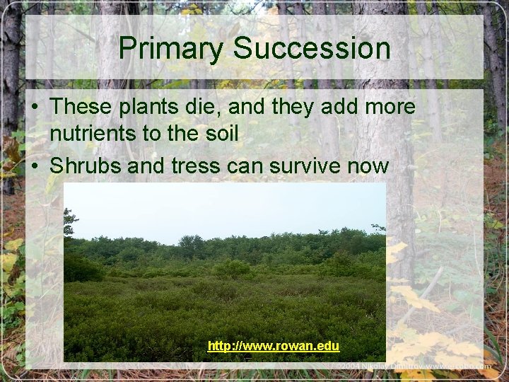 Primary Succession • These plants die, and they add more nutrients to the soil