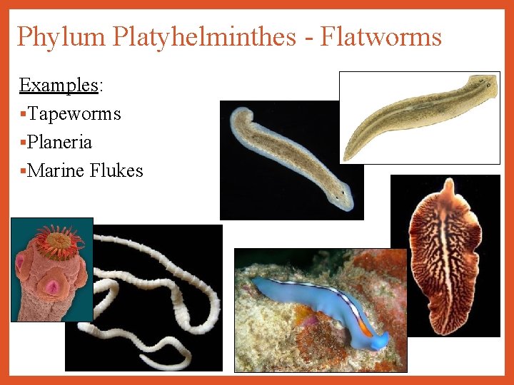 Flatworm (Platyhelminthes) | Enfo, Planaria phylum platyhelminthes