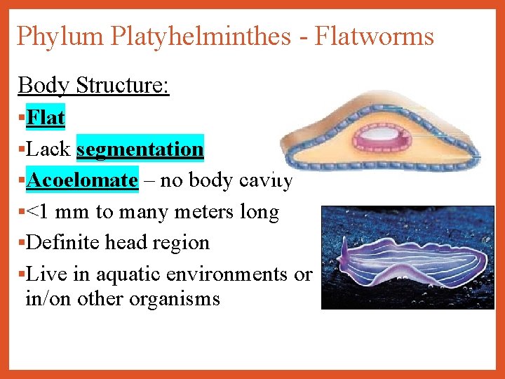 Phylum platyhelminthes acoelomate testterv