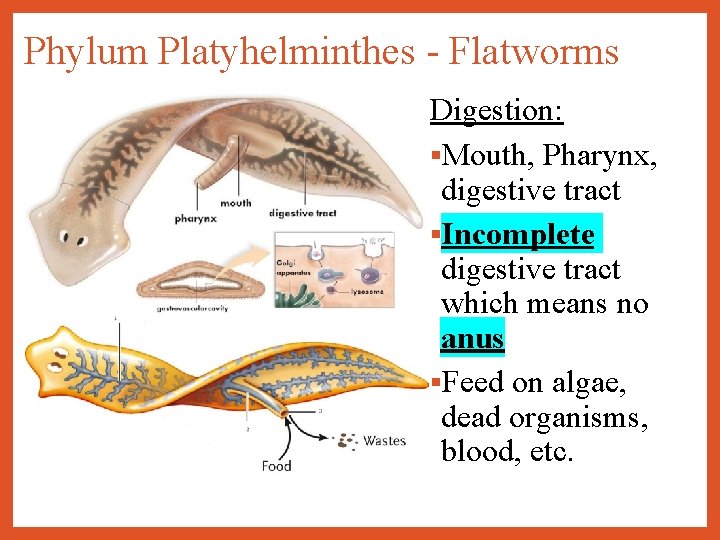 filum platyhelminthes doc