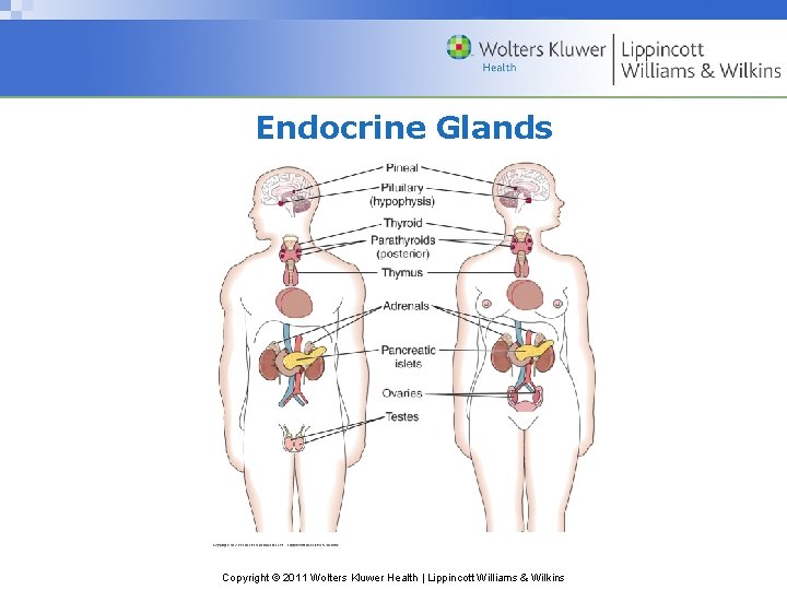 Endocrine Glands Copyright © 2011 Wolters Kluwer Health | Lippincott Williams & Wilkins Endocrine Glands Copyright © 2011 Wolters Kluwer Health | Lippincott Williams & Wilkins