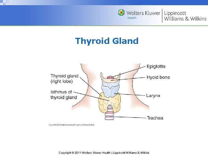 Thyroid Gland Copyright © 2011 Wolters Kluwer Health | Lippincott Williams & Wilkins Thyroid Gland Copyright © 2011 Wolters Kluwer Health | Lippincott Williams & Wilkins
