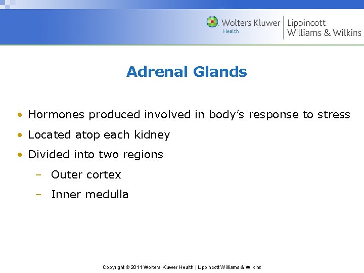 Adrenal Glands • Hormones produced involved in body’s response to stress • Located atop Adrenal Glands • Hormones produced involved in body’s response to stress • Located atop