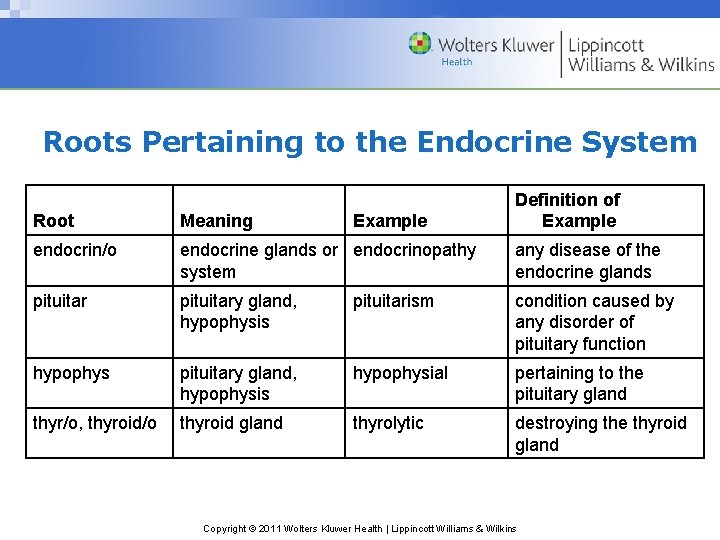 Roots Pertaining to the Endocrine System Example Definition of Example Root Meaning endocrin/o endocrine Roots Pertaining to the Endocrine System Example Definition of Example Root Meaning endocrin/o endocrine