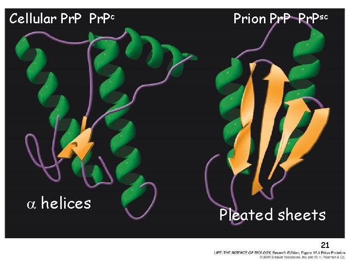 Cellular Pr. Pc a helices Prion Pr. Psc Pleated sheets 21 Cellular Pr. Pc a helices Prion Pr. Psc Pleated sheets 21