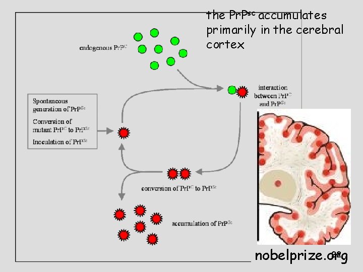 the Pr. Psc accumulates primarily in the cerebral cortex 22 nobelprize. org the Pr. Psc accumulates primarily in the cerebral cortex 22 nobelprize. org