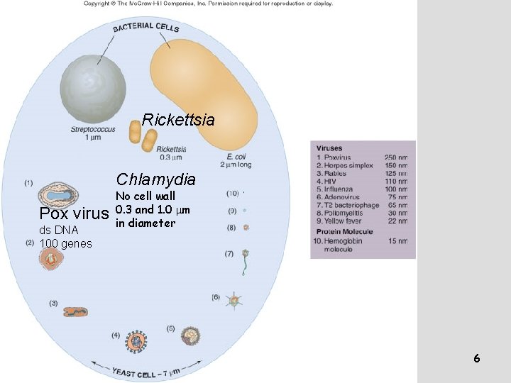 Rickettsia Chlamydia Pox virus ds DNA 100 genes No cell wall 0. 3 and Rickettsia Chlamydia Pox virus ds DNA 100 genes No cell wall 0. 3 and