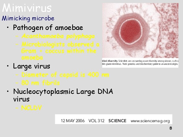 Mimivirus Mimicking microbe • Pathogen of amoebae – Acanthamoeba polyphaga – Microbiologists observed a Mimivirus Mimicking microbe • Pathogen of amoebae – Acanthamoeba polyphaga – Microbiologists observed a