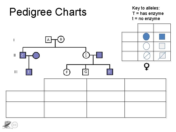 Pedigree Charts Key to alleles: T = has enzyme t = no enzyme 