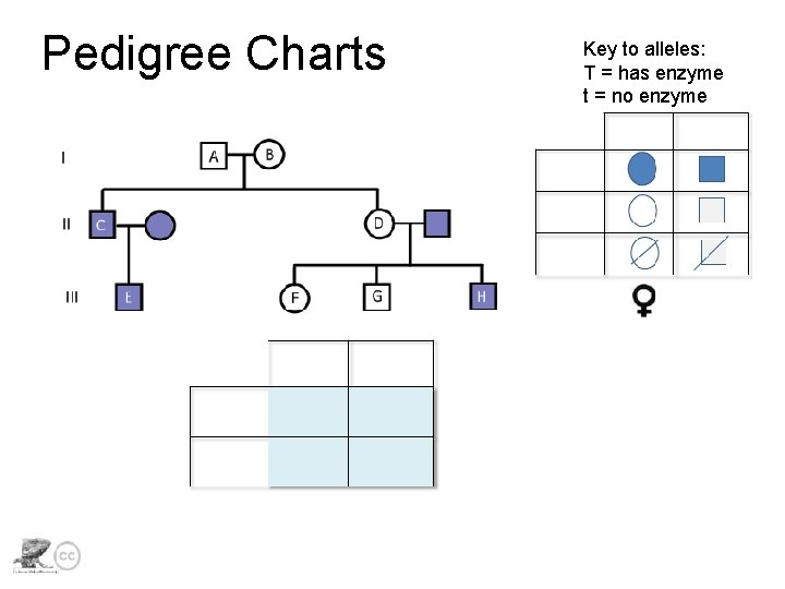 Pedigree Charts Key to alleles: T = has enzyme t = no enzyme 
