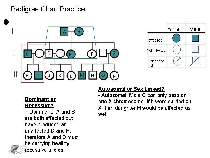 Pedigree Chart Practice Female Male affected Not affected decease d Dominant or Recessive? -