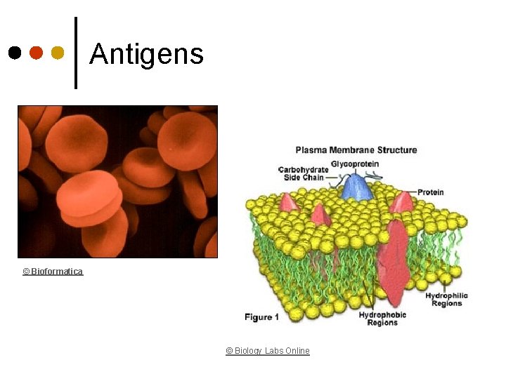 Antigens © Bioformatica © Biology Labs Online 