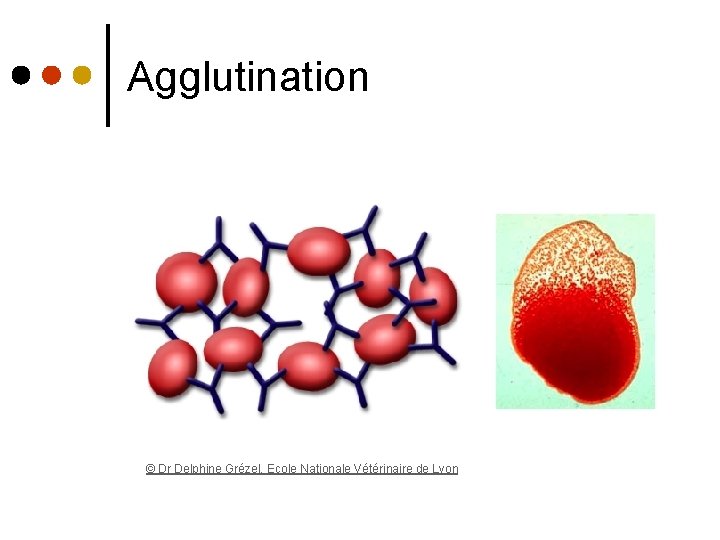 Agglutination © Dr Delphine Grézel, Ecole Nationale Vétérinaire de Lyon 