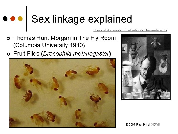 Sex linkage explained http: //nobelprize. org/nobel_prizes/medicine/articles/lewis/index. html ¢ ¢ Thomas Hunt Morgan in The