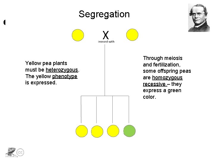 Segregation Yellow pea plants must be heterozygous. The yellow phenotype is expressed. Through meiosis