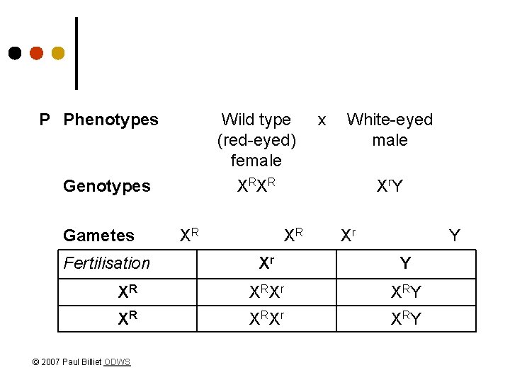 P Phenotypes Wild type (red-eyed) female Genotypes Gametes Fertilisation x White-eyed male X RX