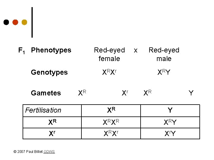 F 1 Phenotypes Red-eyed female Genotypes Gametes Fertilisation x Red-eyed male X RX r