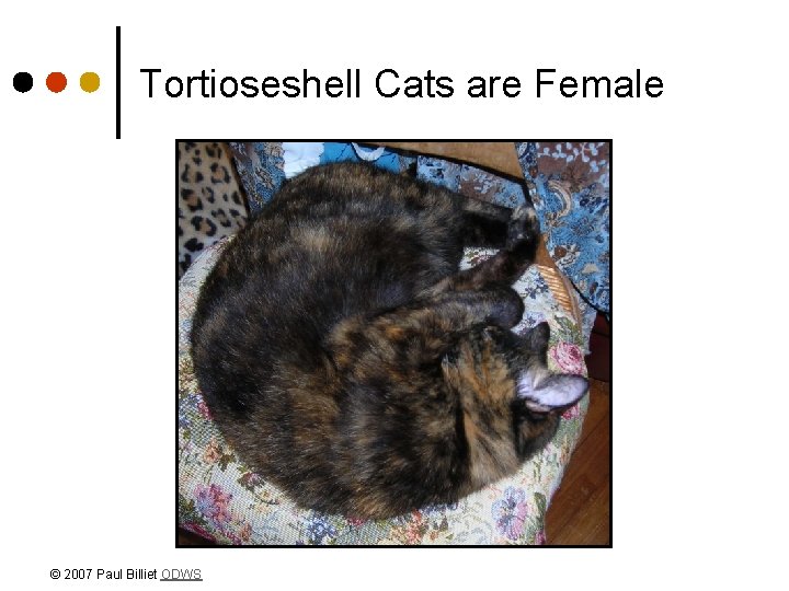 Tortioseshell Cats are Female © 2007 Paul Billiet ODWS 