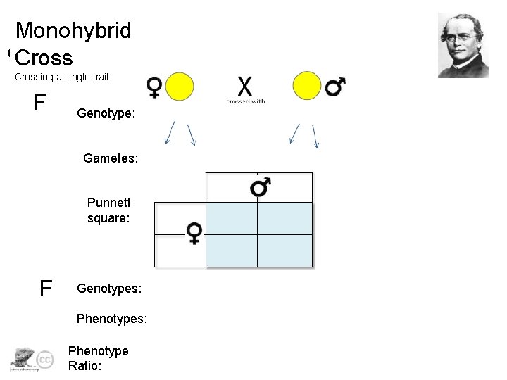 Monohybrid Crossing a single trait F Genotype: Gametes: Punnett square: F Genotypes: Phenotype Ratio: