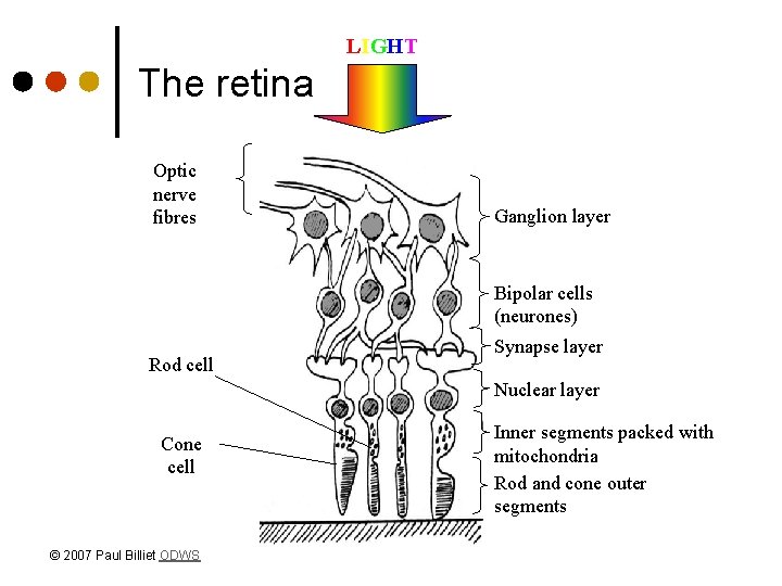 LIGHT The retina Optic nerve fibres Ganglion layer Bipolar cells (neurones) Rod cell Synapse